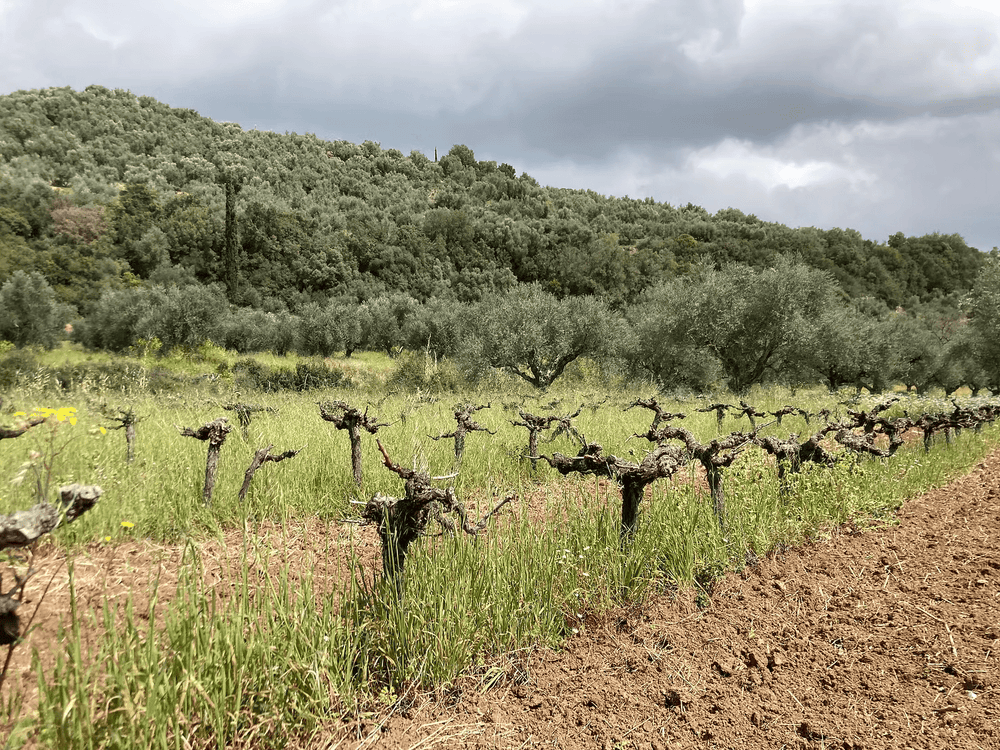 Complémentarité naturelle - Ad Olivetum