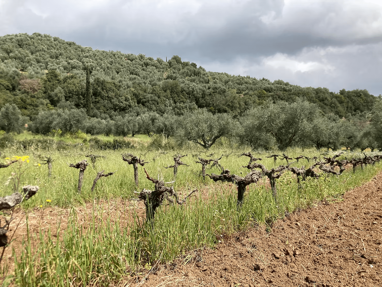Complémentarité naturelle - Ad Olivetum