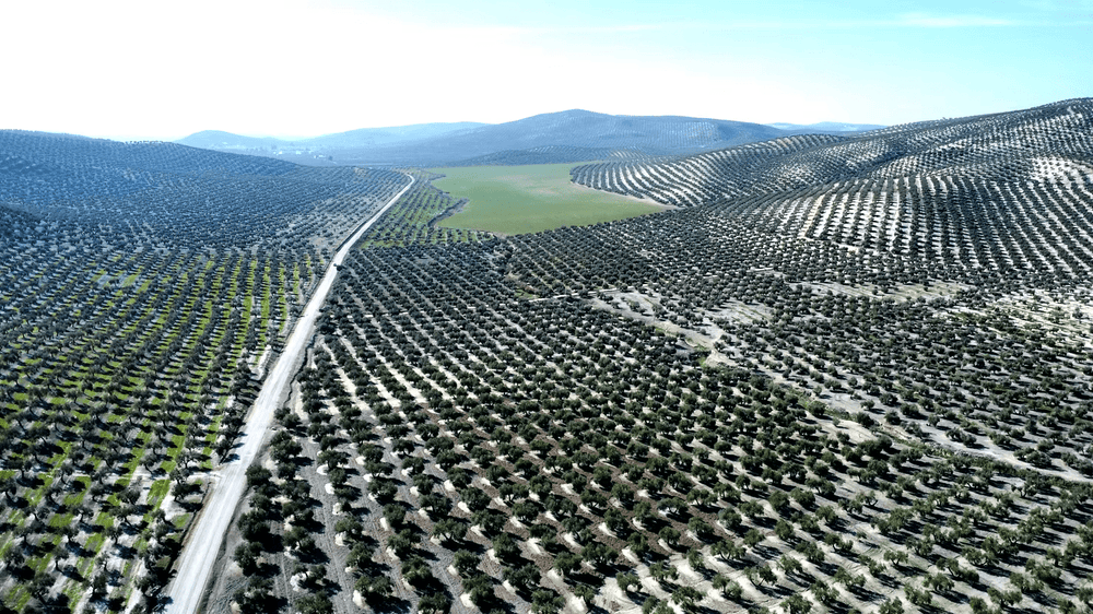 La province de Jaén - Ad Olivetum