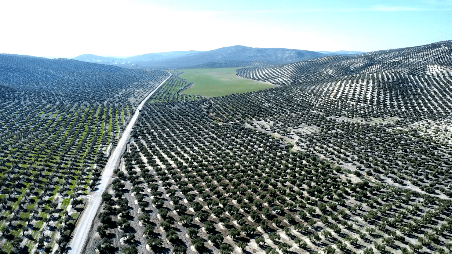 La province de Jaén - Ad Olivetum