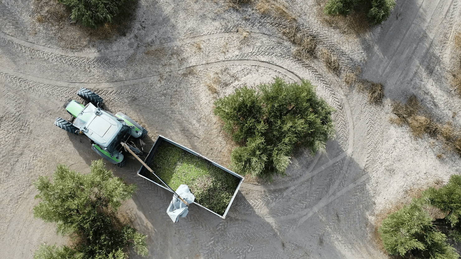 Le rôle clé du temps entre cueillette et extraction - Ad Olivetum