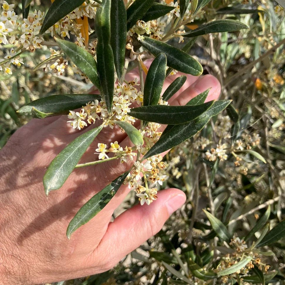 Mai dans l'oliveraie - Ad Olivetum