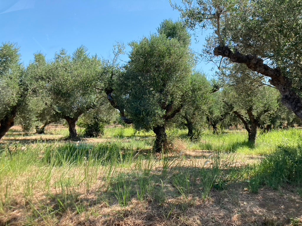 Ad Olivetum IGP Olympie BIO