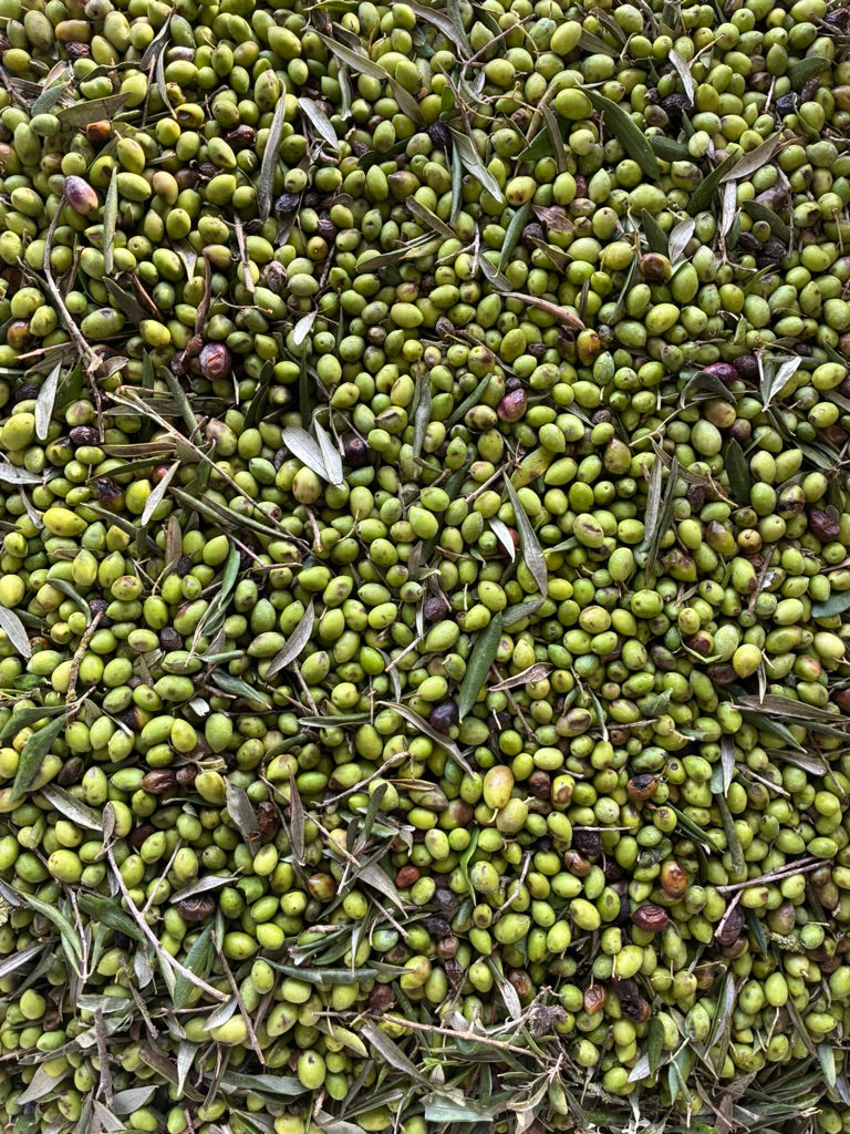 Ad Olivetum IGP Olympie BIO