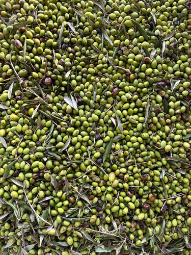 Ad Olivetum IGP Olympie BIO