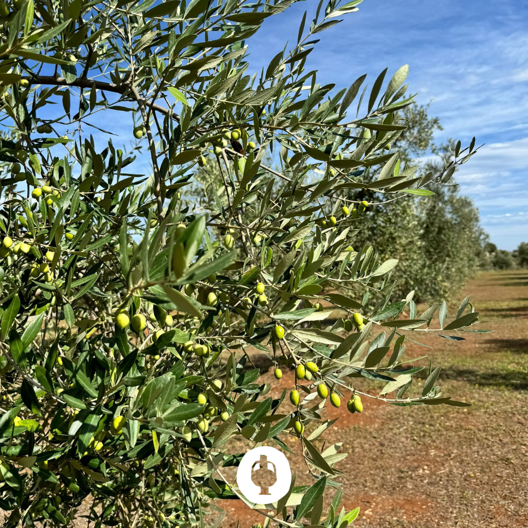 oliviers dans les Pouilles à Alberobello avec plein d'olives sur les branches