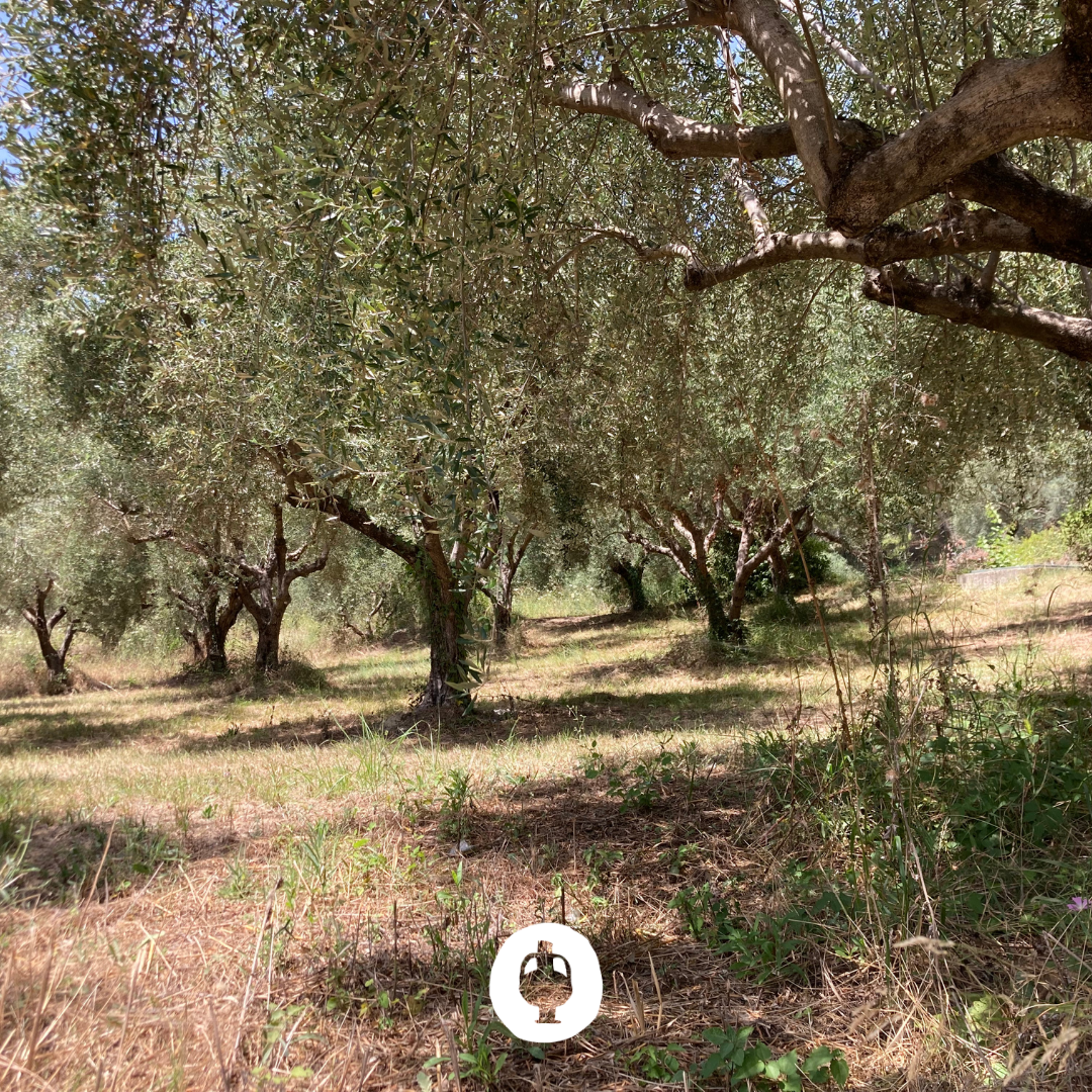 oliveraie traditionnelle à Olympie dans le Péloponnèse en Grèce