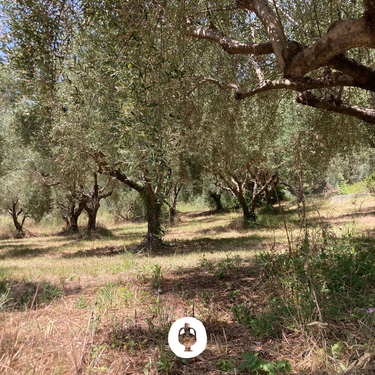 oliveraie traditionnelle à Olympie dans le Péloponnèse en Grèce