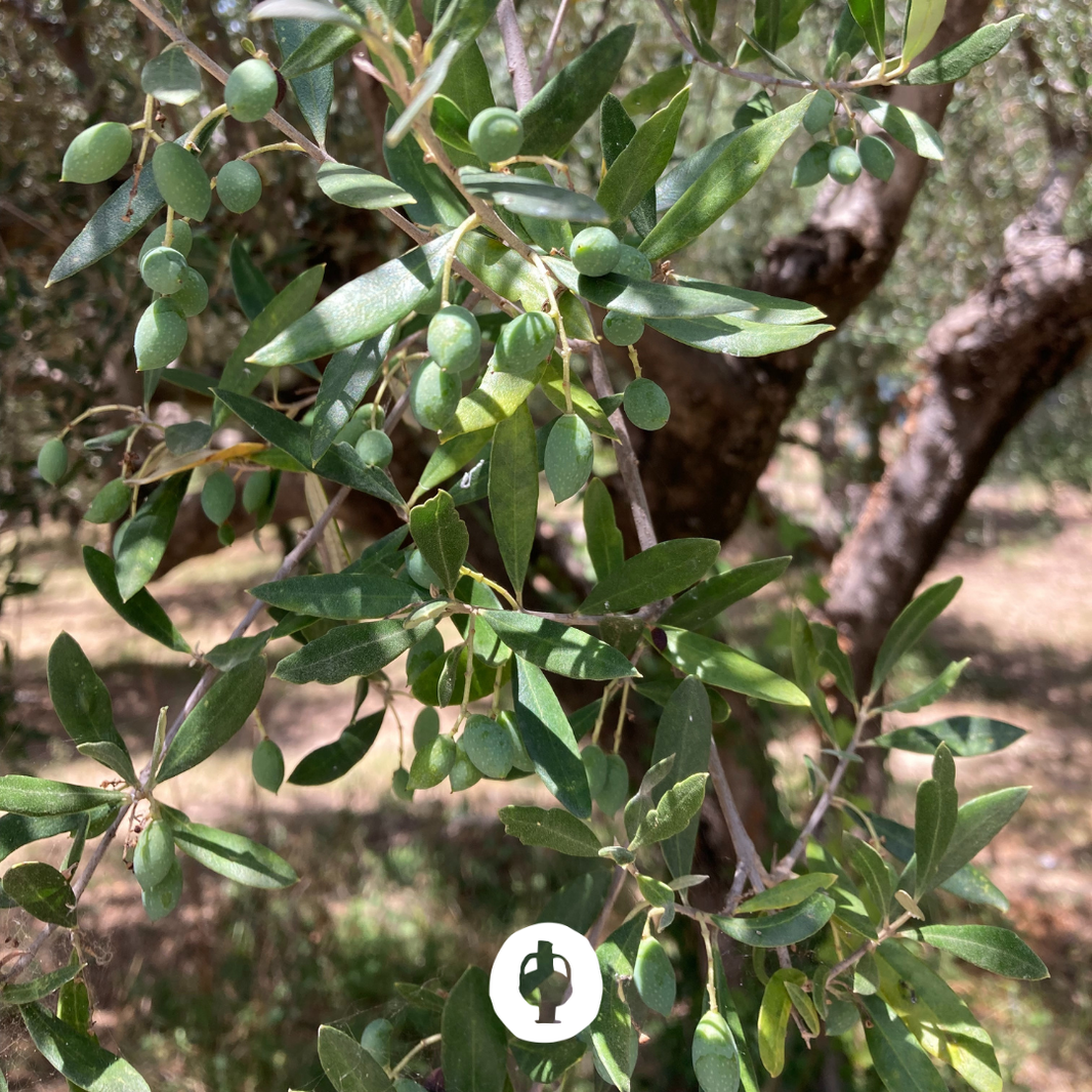olives très vertes sur la branche d'olivier avant la récolte