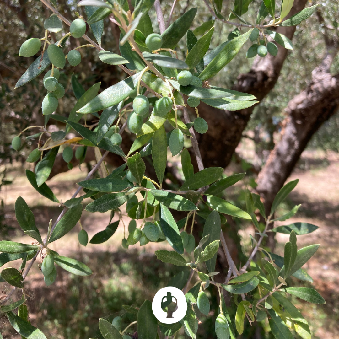 olives très vertes sur la branche d'olivier avant la récolte