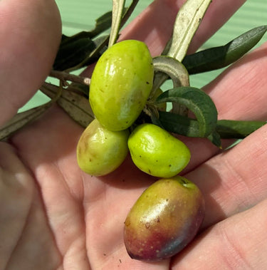 Ad Olivetum IGP Olympie BIO