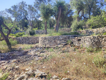 Private Olive Oil Tasting at home (Paxos island Greece)