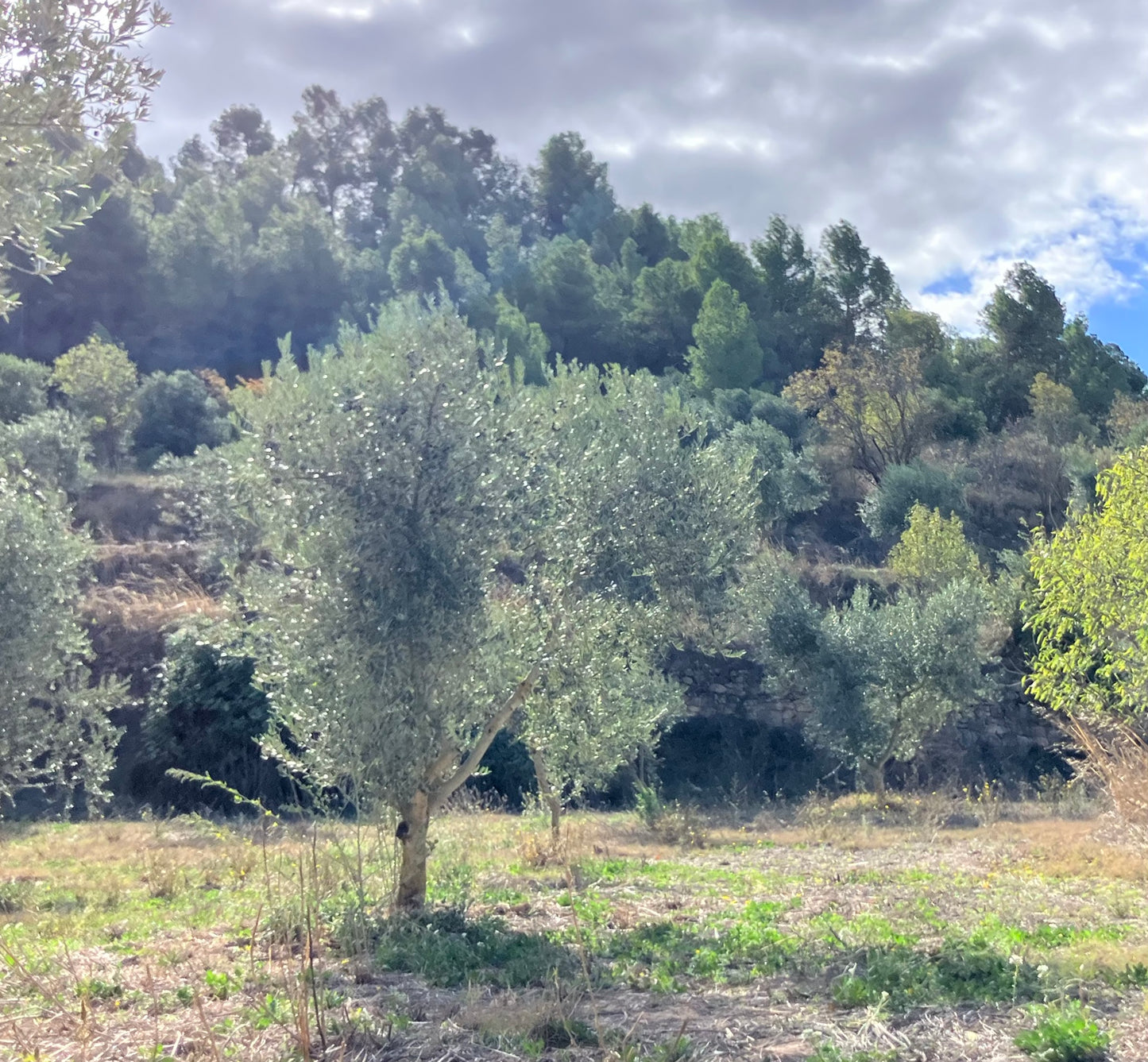 L'Olivera Oli de Finques BIO 500ml