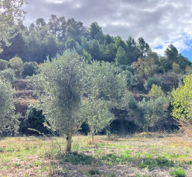 L'Olivera Oli de Finques BIO 500ml