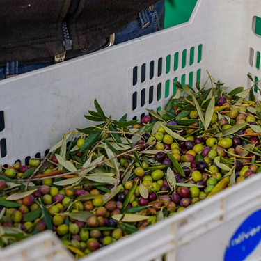 bac de récolte des olives vertes de la coopérative L'Olivera près de Lleida en Catalogne