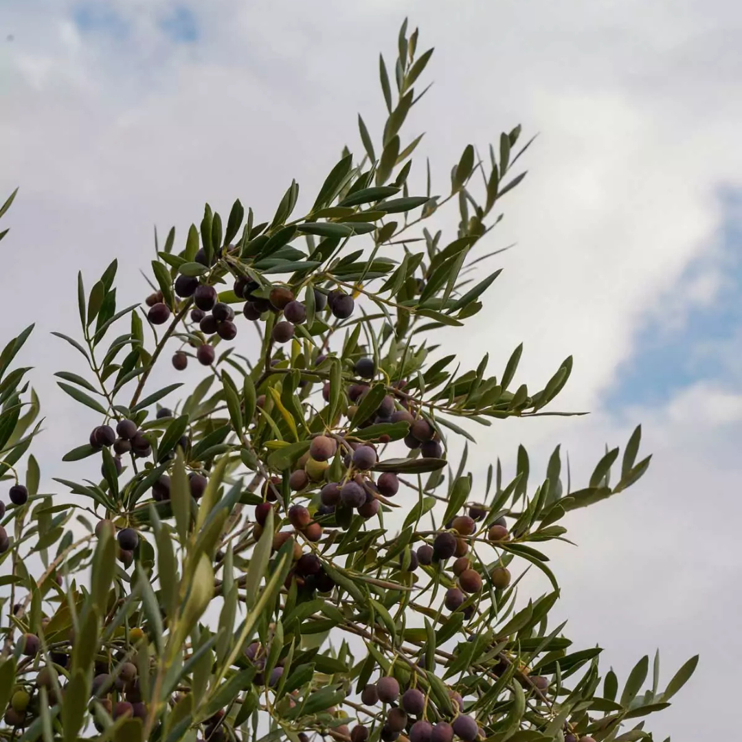 branches d'olivier avec olives mûres encore sur l'arbre