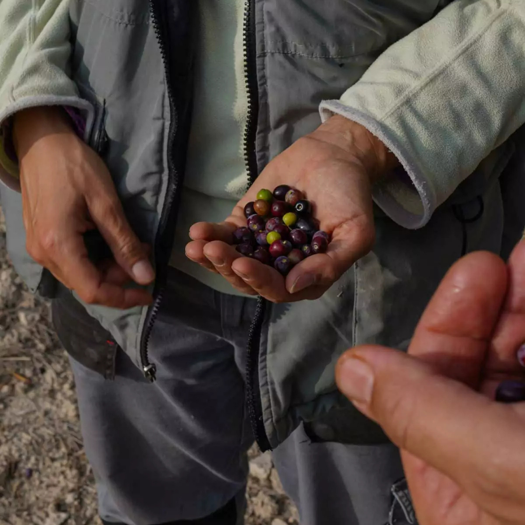 olives mûres dans la paume d'un producteur