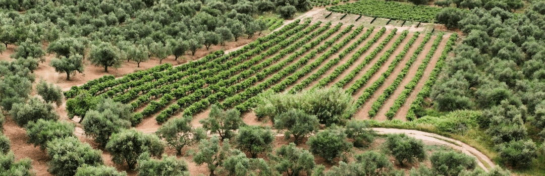 Aceitunas de Kalamata ecológicas con AOVE 330g - Ad Olivetum