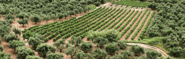 Aceitunas de Kalamata ecológicas con AOVE 330g - Ad Olivetum