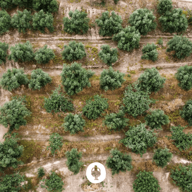Aceitunas de Kalamata ecológicas sin hueso con AOVE 330g - Ad Olivetum