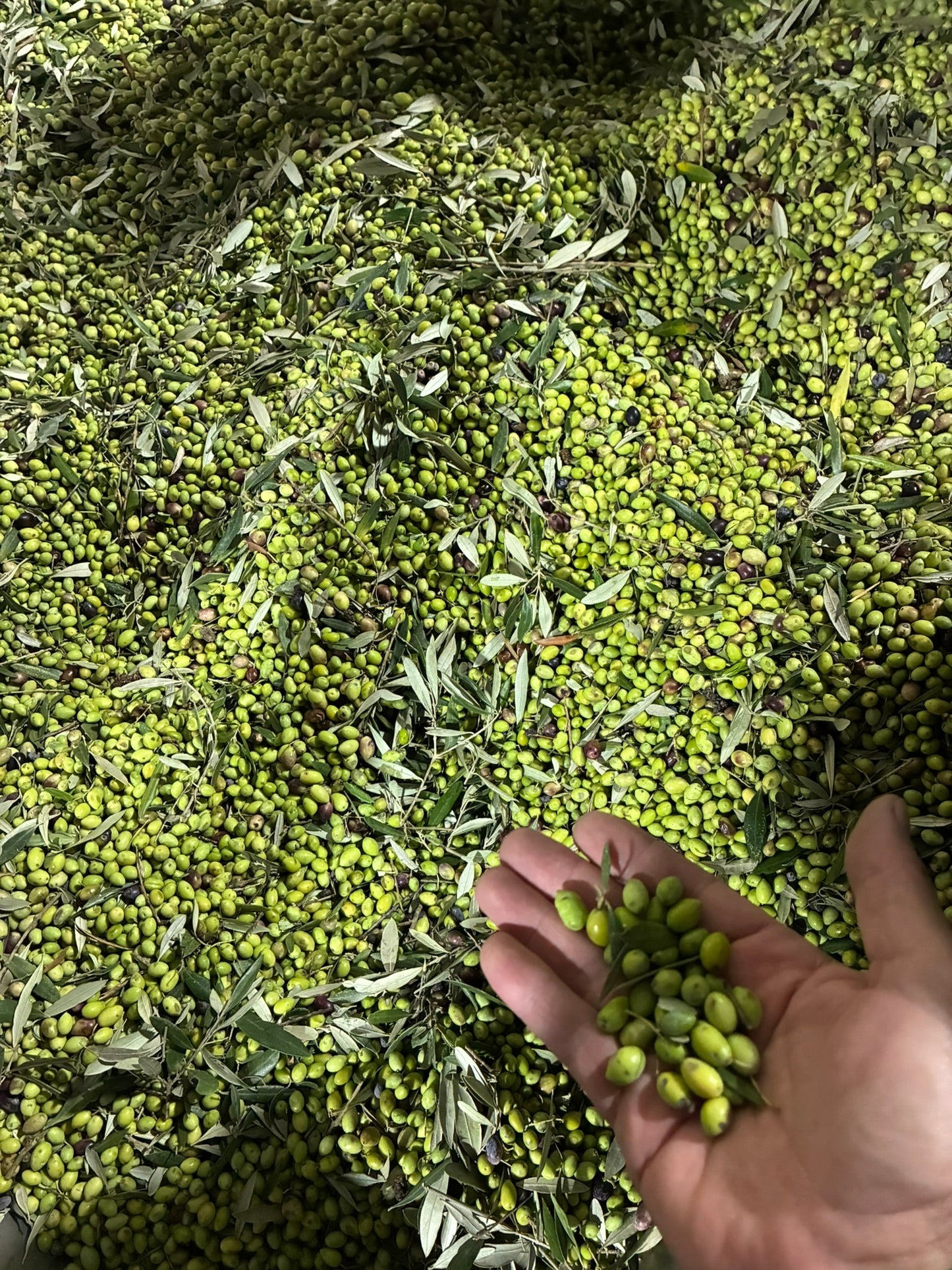 Ad Olivetum IGP Olympie BIO - Ad Olivetum