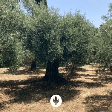 Ad Olivetum IGP Olympie BIO - Ad Olivetum