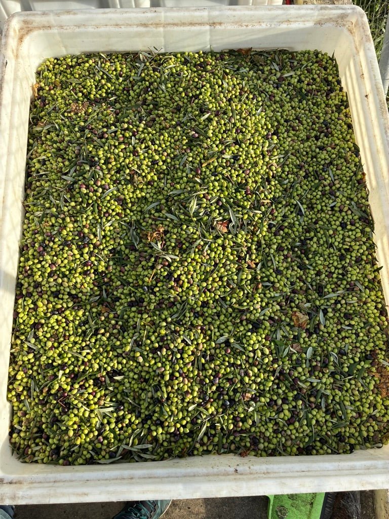 Ad Olivetum IGP Olympie BIO - Ad Olivetum