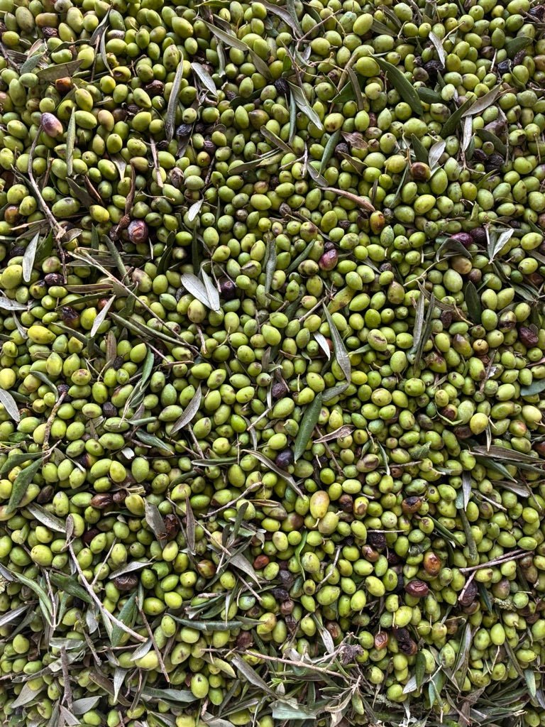 Ad Olivetum IGP Olympie BIO - Ad Olivetum
