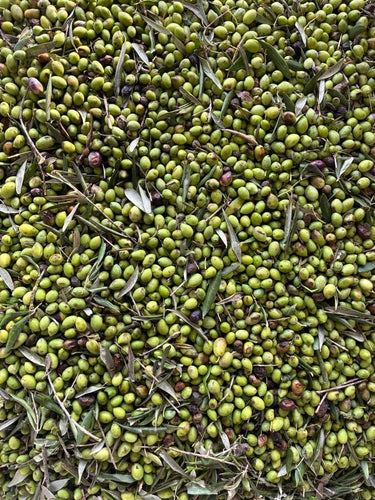 Ad Olivetum IGP Olympie BIO - Ad Olivetum