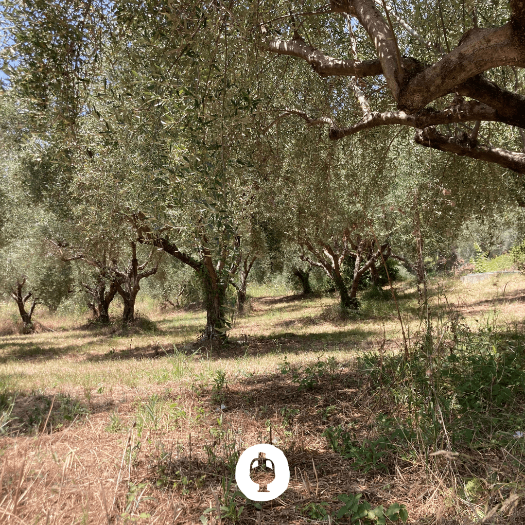 Ad Olivetum IGP Olympie BIO - Ad Olivetum