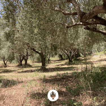 Ad Olivetum IGP Olympie BIO - Ad Olivetum