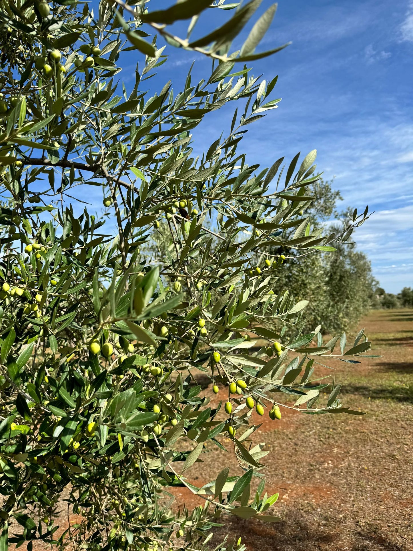 Ad Olivetum Erbaria BIO X Olio Maselli 500ml