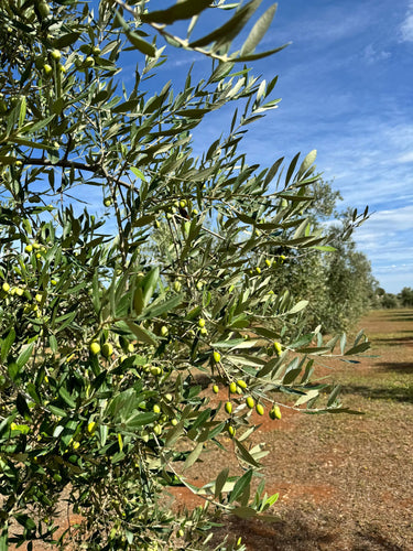 Ad Olivetum Erbaria BIO X Olio Maselli 500ml