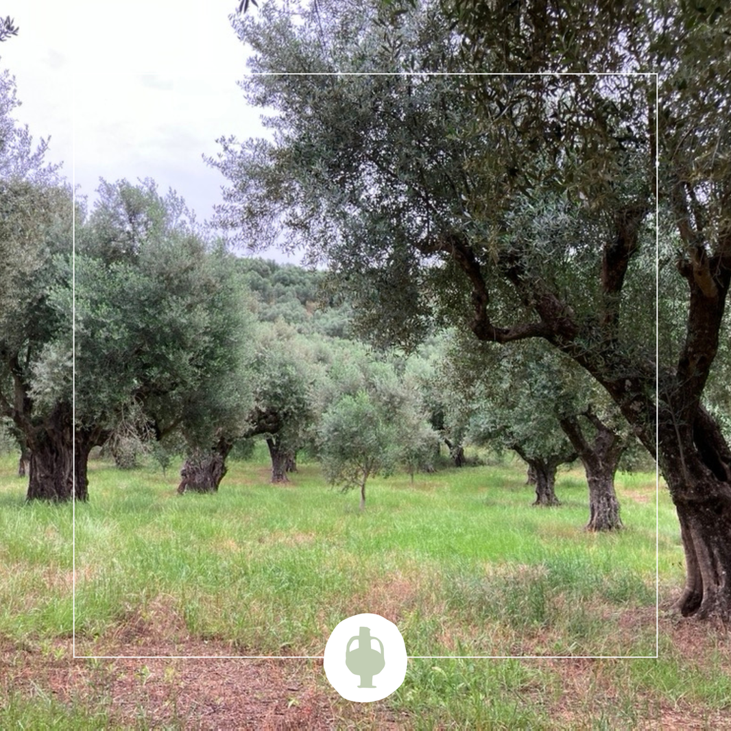 oliviers Ad Olivetum au printemps en BIO à Olympie en Grèce