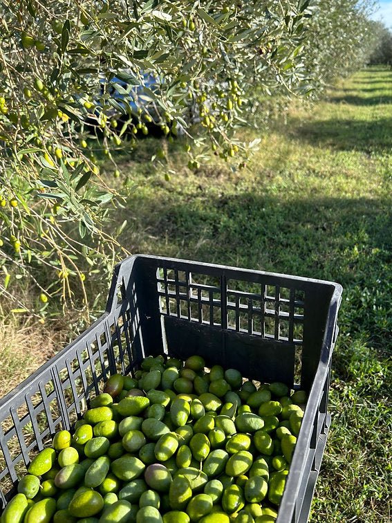 Agricola Giuliani EX U A Bellissima 500ml - Ad Olivetum