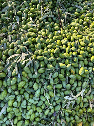Agricola Giuliani EX U A Bellissima 500ml - Ad Olivetum