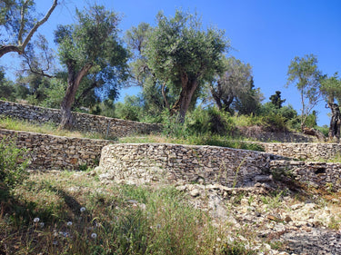 BRUNCH + Dégustation privée d'huile d'olive à domicile – île de Paxos, Grèce - Ad Olivetum