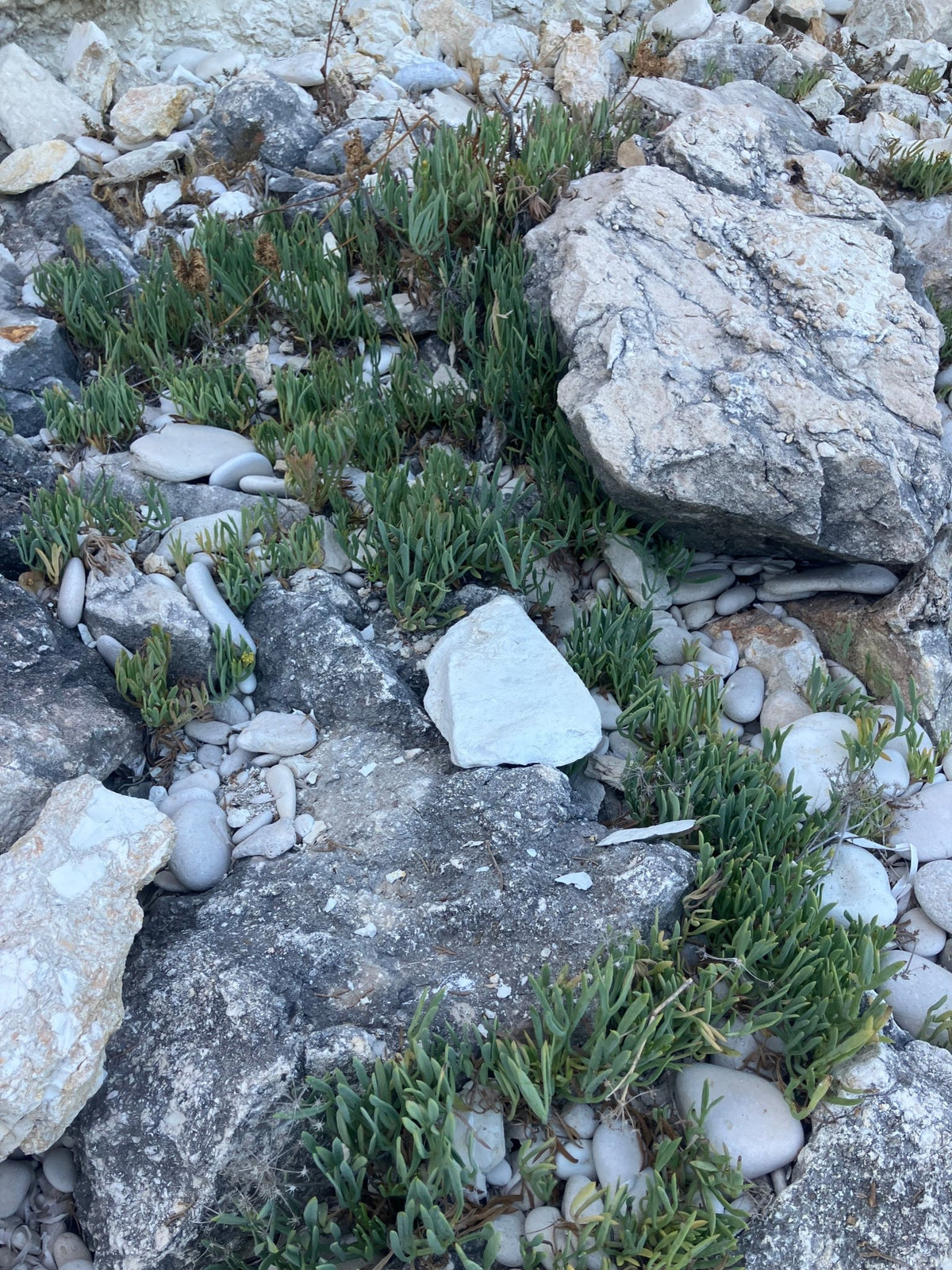 Criste marine sauvage dans son habitat naturel sur les rochers du littoral grec