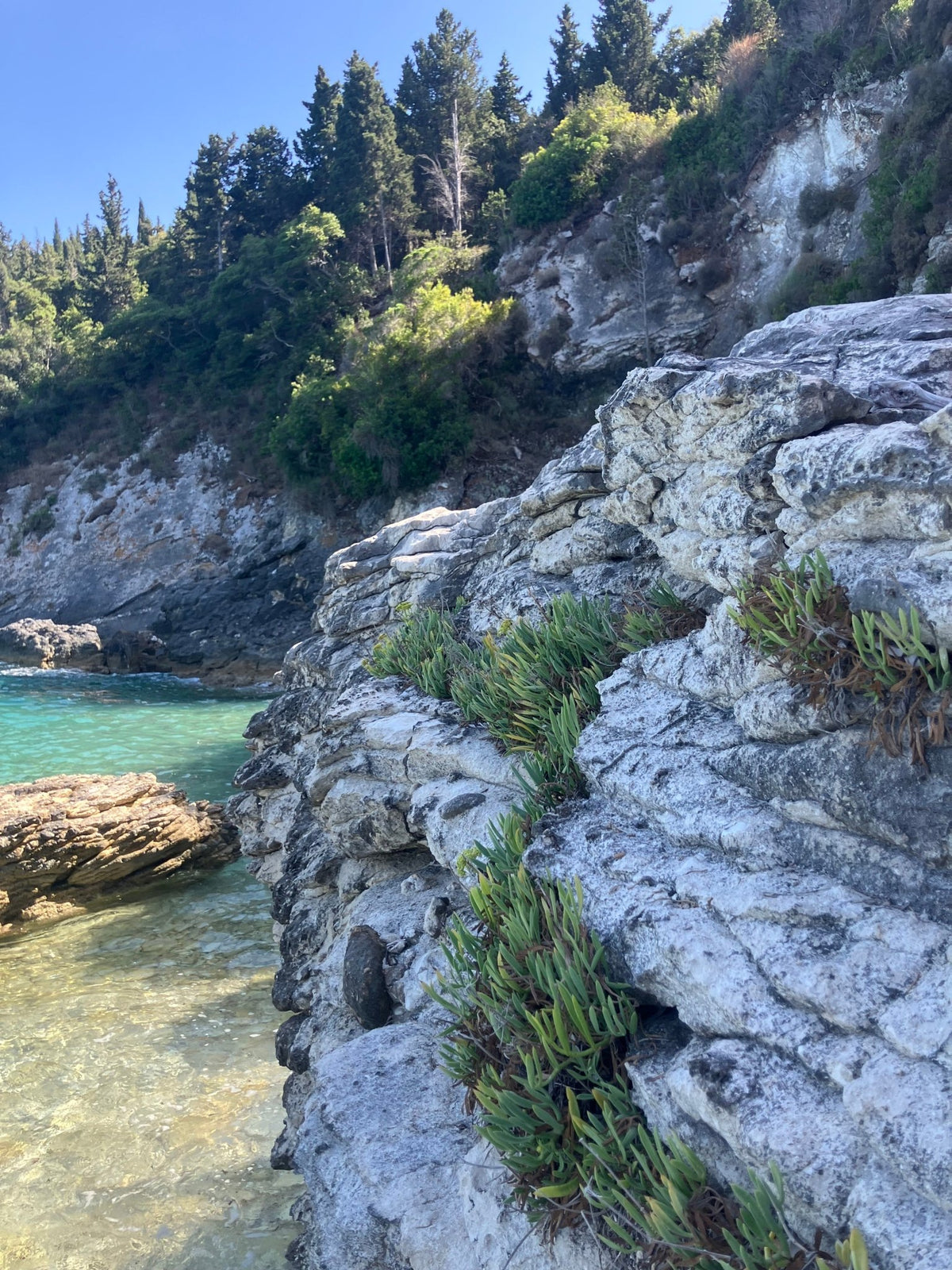 Criste marine poussant naturellement au bord de la mer sur la côte rocheuse grecque