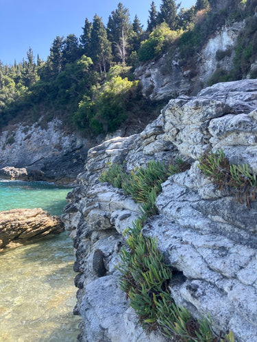 Criste marine poussant naturellement au bord de la mer sur la côte rocheuse grecque