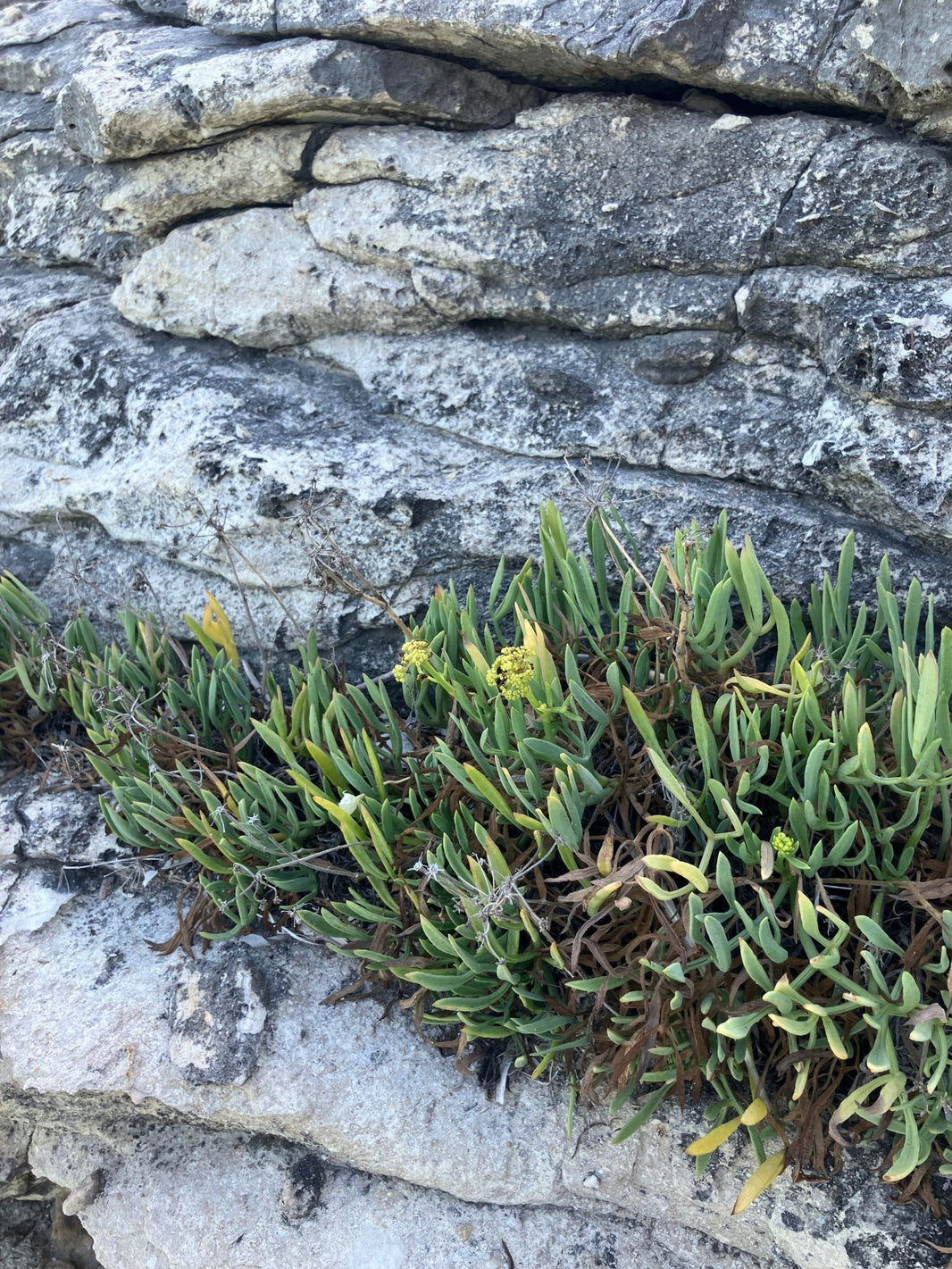 Criste marine sauvage poussant dans les fissures des rochers du littoral méditerranéen