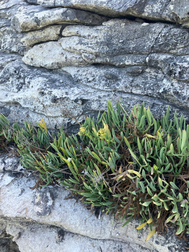 Criste marine sauvage poussant dans les fissures des rochers du littoral méditerranéen