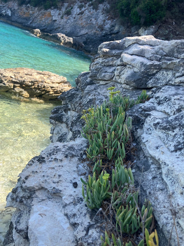 Criste marine sauvage poussant sur les rochers du littoral méditerranéen en Grèce