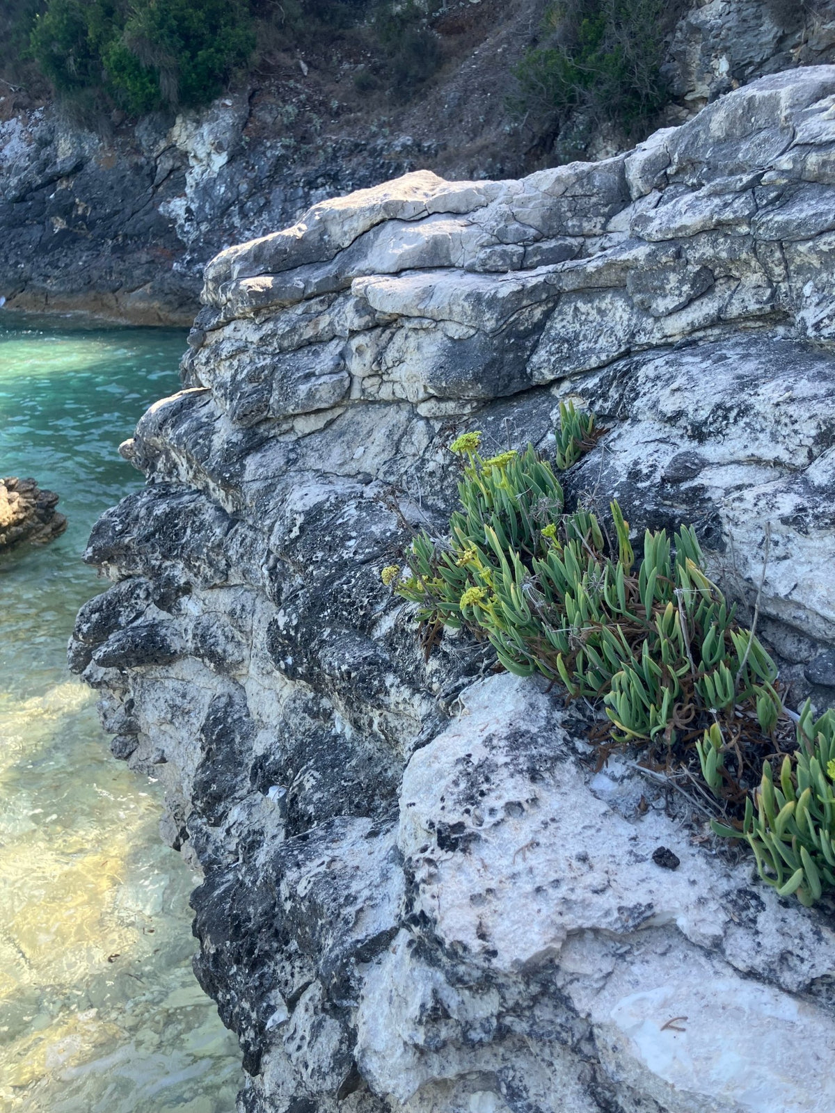 Paysage côtier rocheux de Grèce, habitat naturel de la criste marine sauvage