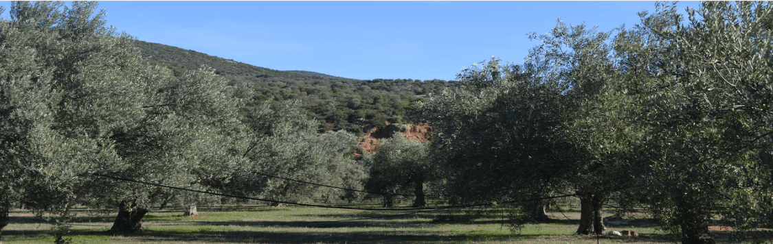 Domaine Kotsonis 3000BC BIO 500ml - Ad Olivetum