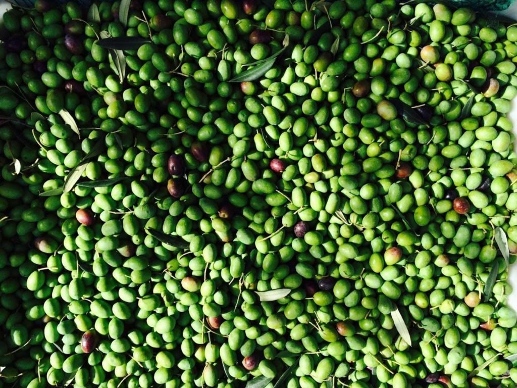 Mas Auró Koroneiki Bio 500 ml - Ad Olivetum