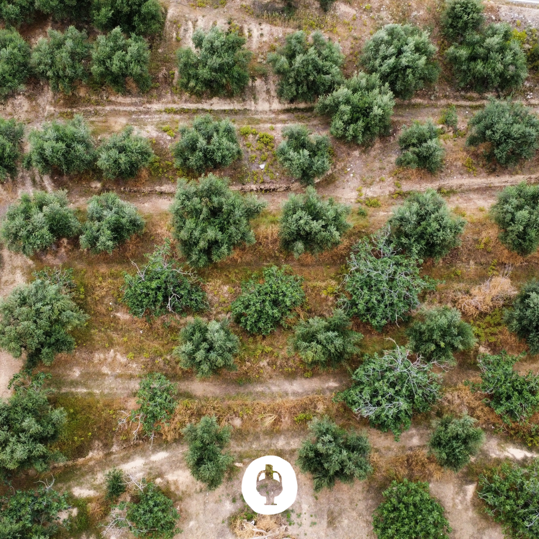 Aceitunas de Kalamata ecológicas sin hueso con AOVE 330g