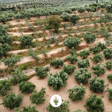paysage de champs d'oliviers à Kalamata vue du drone