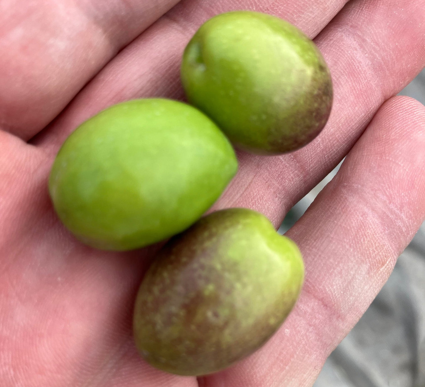 TAPAS + Dégustation d'huiles d'olive (CAN CALOPA) - Ad Olivetum